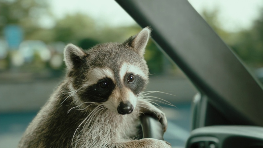 ธุรกิจ Car Detailing